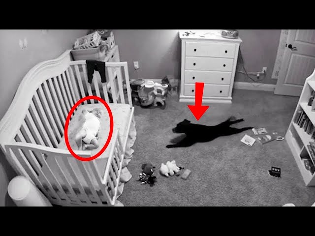 Video thumbnail for Baby Left Home Alone With Dog - When His Mother Returns, She Bursts Into Tears