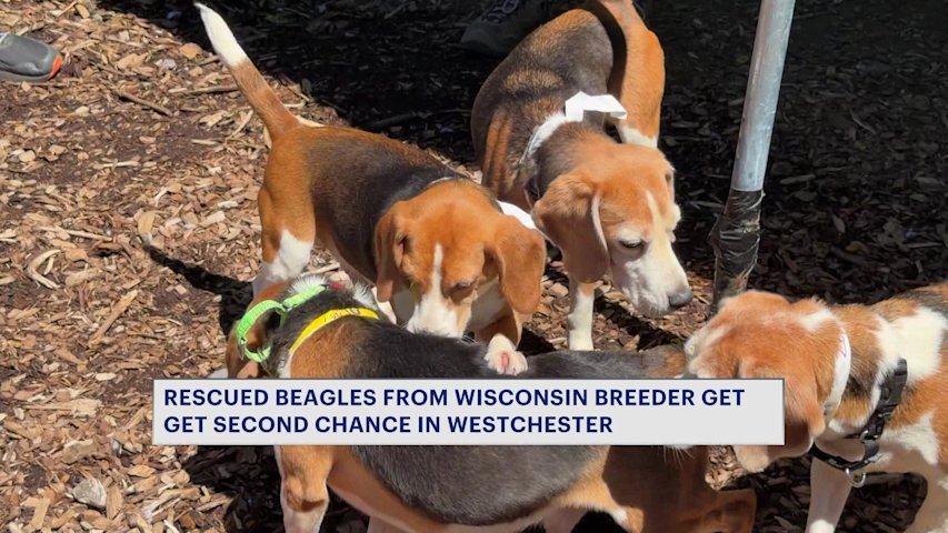 Video thumbnail for 10 beagles rescued from commercial breeder arrive in Westchester
