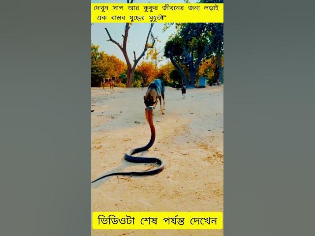 Video thumbnail for Motherhood in the Wild: Snake Watching Over Her Eggs #snake #snakevideo #wildlife #nature #animals