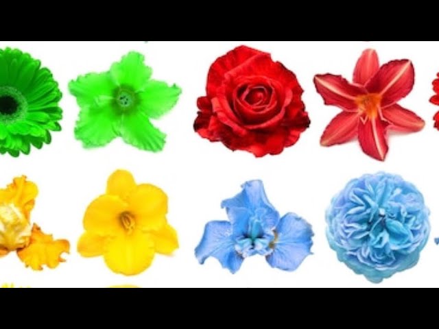 Video thumbnail for All the flowers are equal