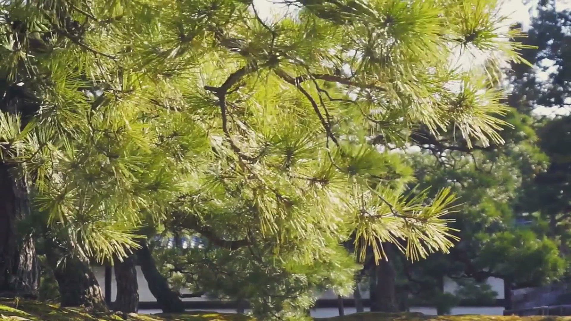 'Video thumbnail for Japanese Juniper Landscaping Uses'