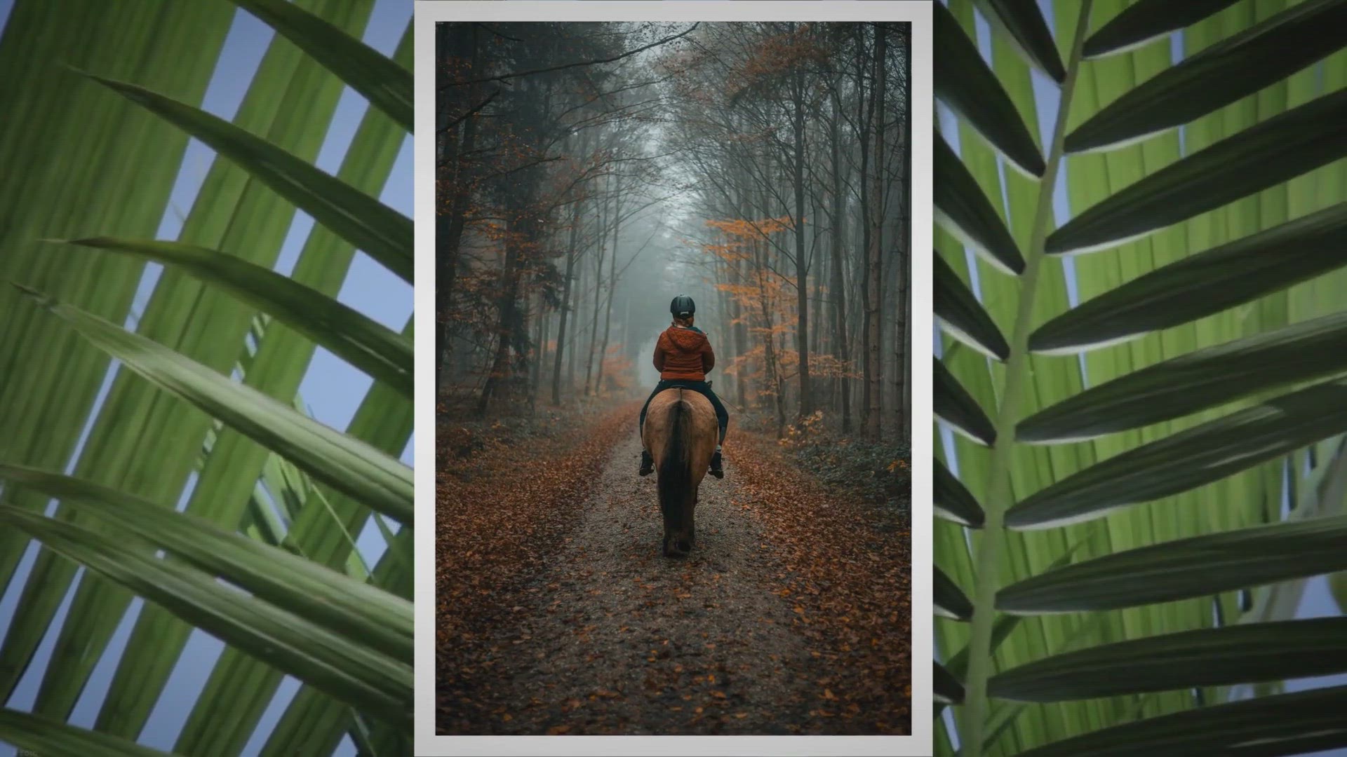 Video thumbnail for Top ten fastest horse breeds in the world – Ride one and be glad!