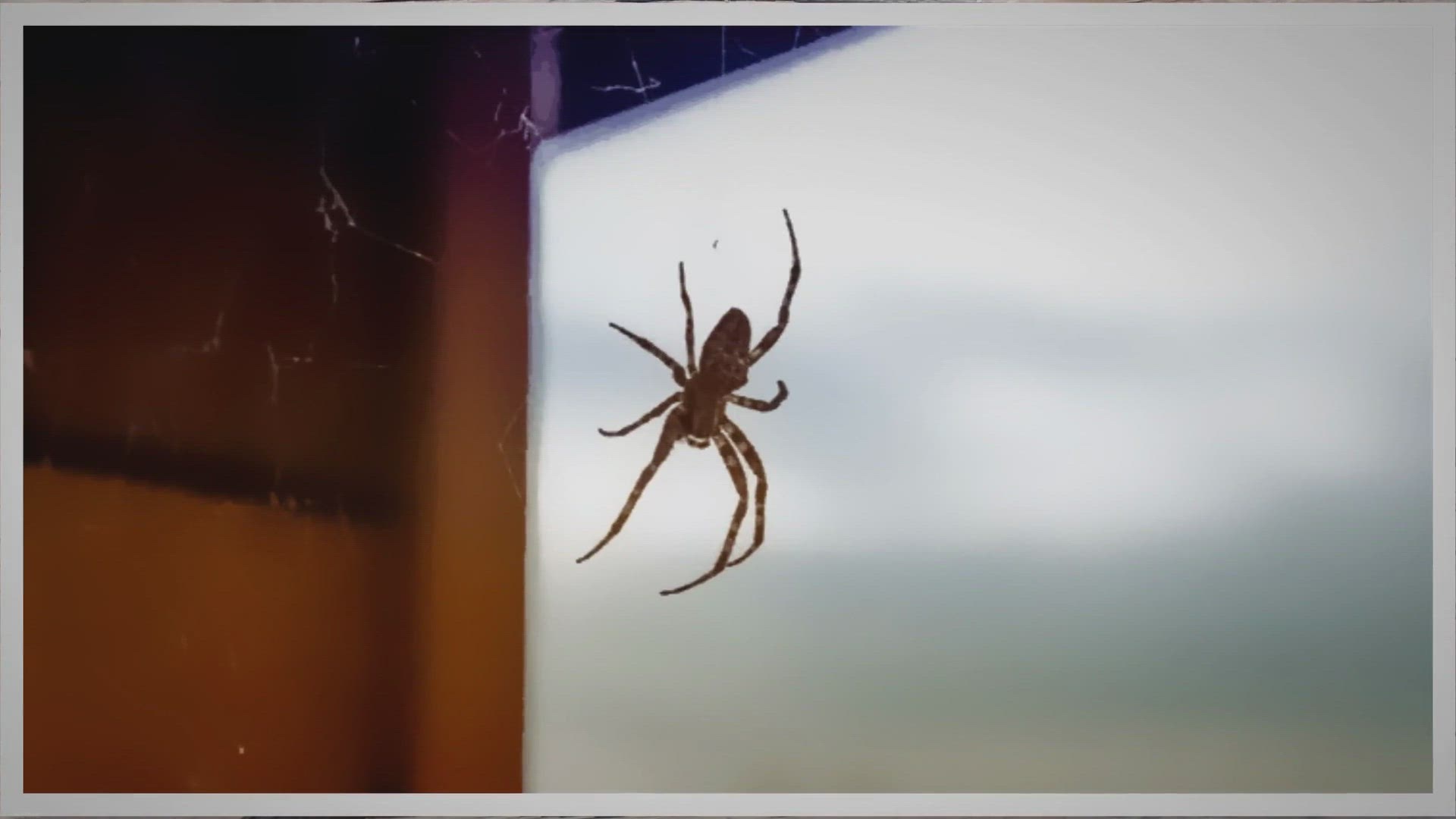 'Video thumbnail for Eliminating Spiders And Cobwebs From Home'