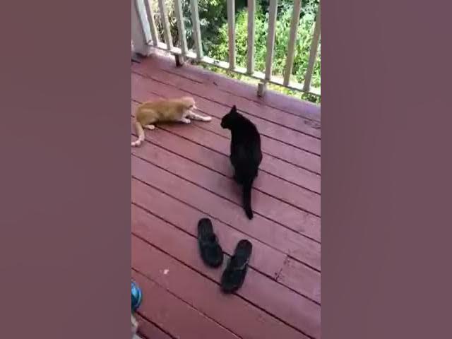 Video thumbnail for Kapahi Ghetto Cat Fight