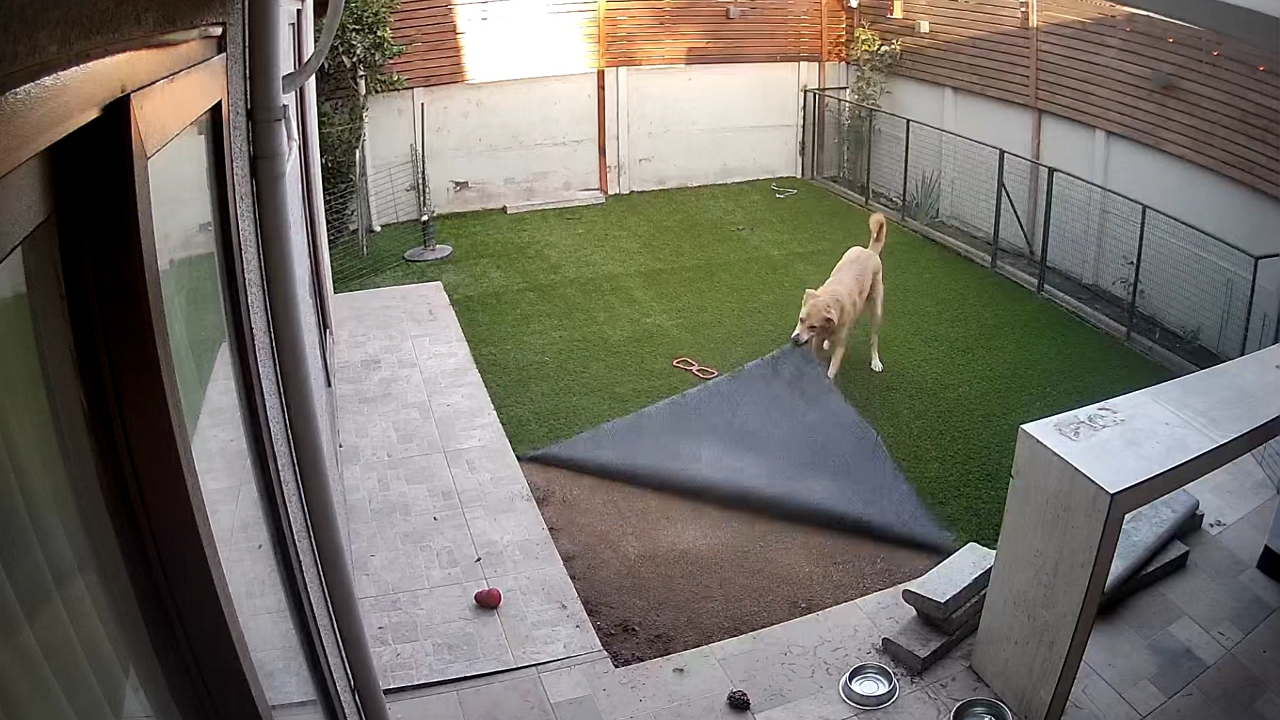 Video thumbnail for Security Camera Captures Dog Unraveling Artificial Grass in Santiago
