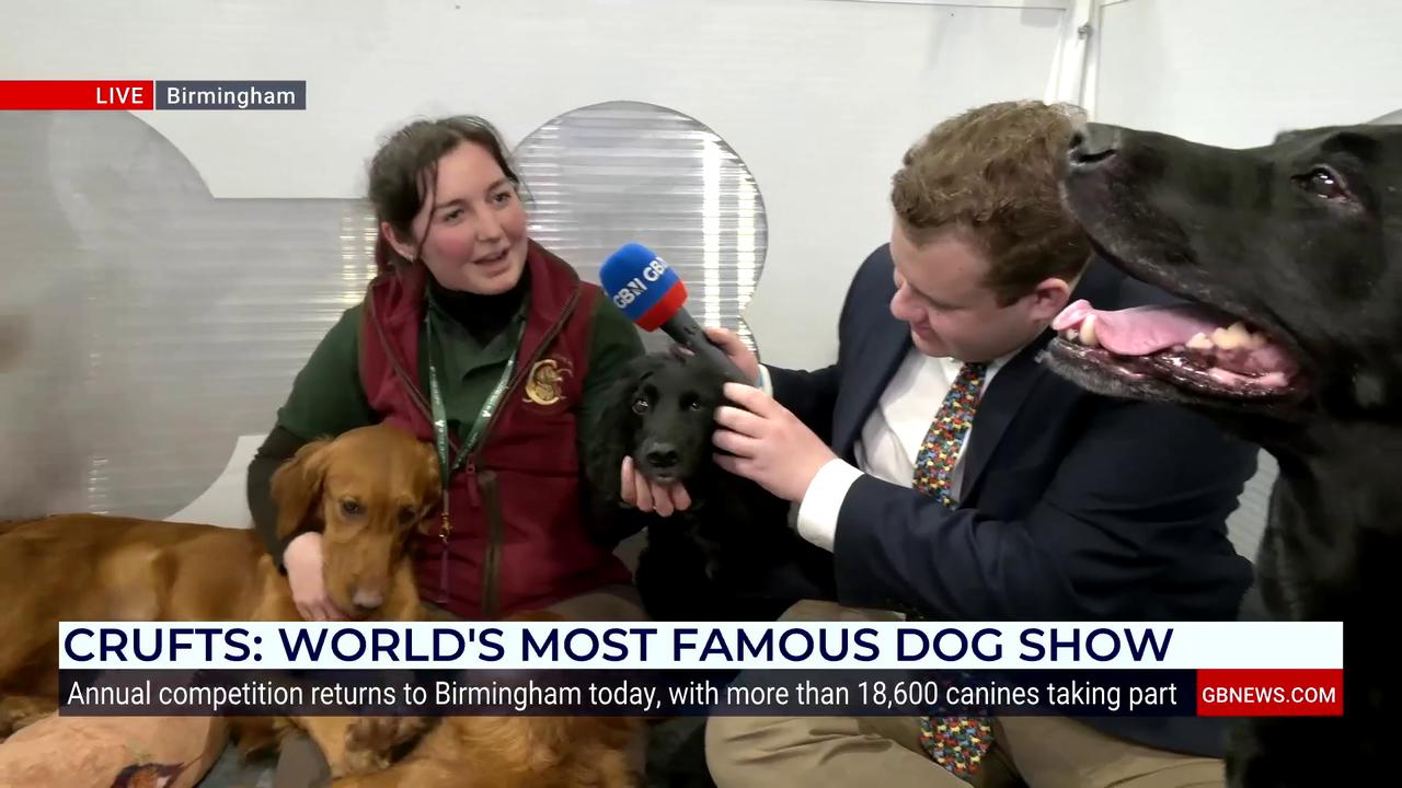 Video thumbnail for WATCH: Jack Carson cuddles up with adorable gun dog trainees at Crufts