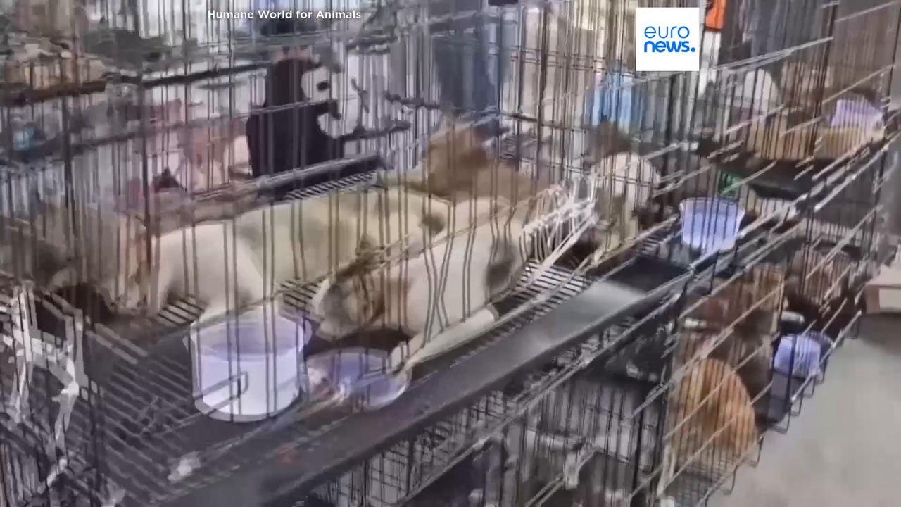 Video thumbnail for Hundreds of cats rescued from being eaten in Vietnam