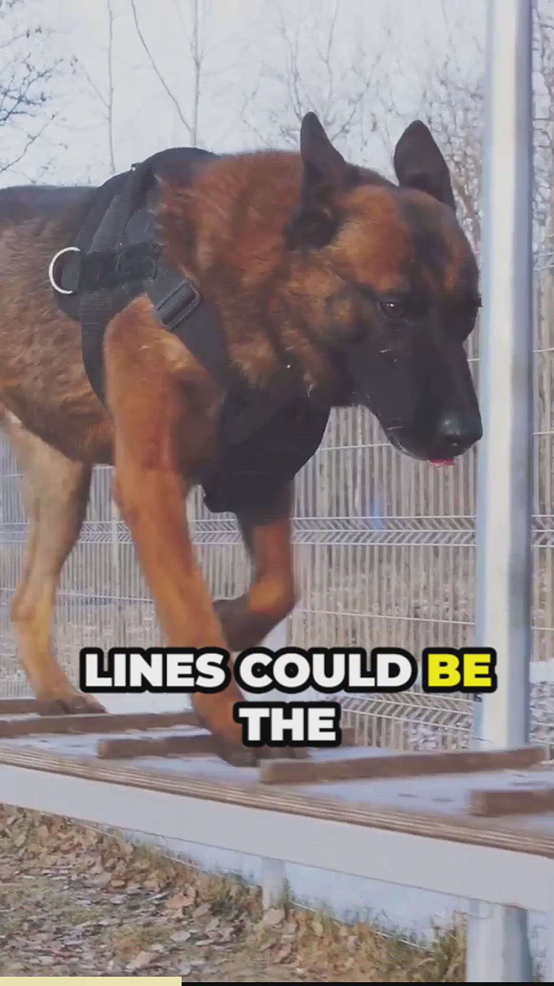 Video thumbnail for Choosing the perfect german shepherd