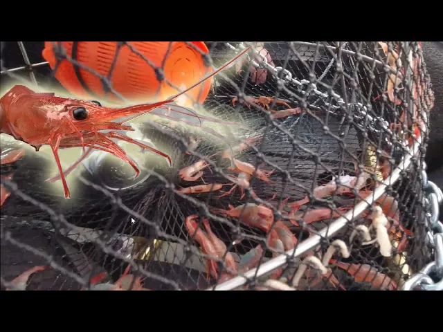 Video thumbnail for Catching PINK SHRIMP - Catch Clean & Cook