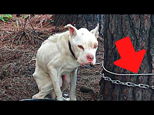 Video thumbnail for Man finds a pit bull tied to a tree and reads the letter lying next to it