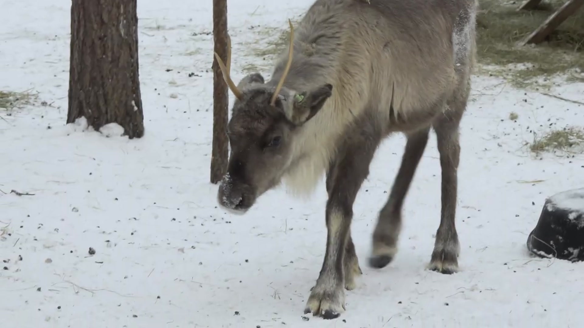 Video thumbnail for Santa Claus 🎉🎅 Santatelevision 25 years in Lapland Finland 🎅 Rovaniemi - Christmas Youtube channel(720P_HD)