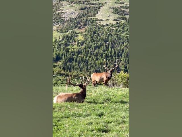 Video thumbnail for #what #beautiful #lek love animals.!!!