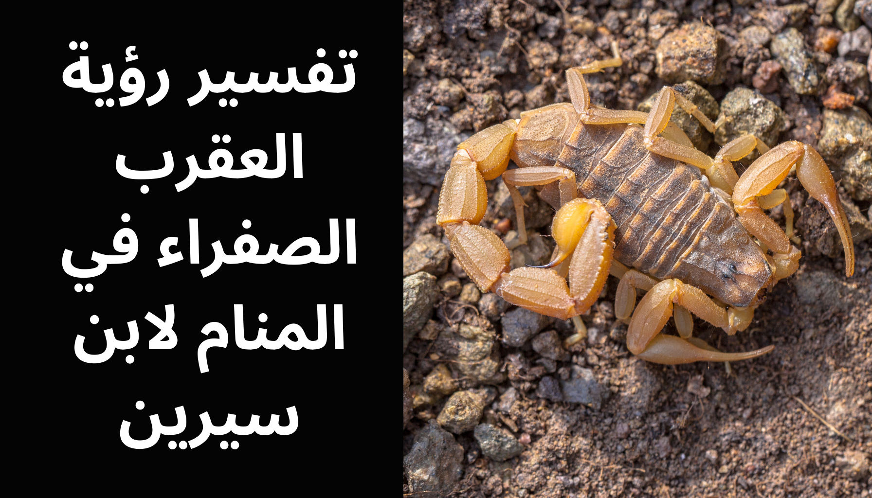'Video thumbnail for تفسير رؤية العقرب الصفراء في المنام لابن سيرين'