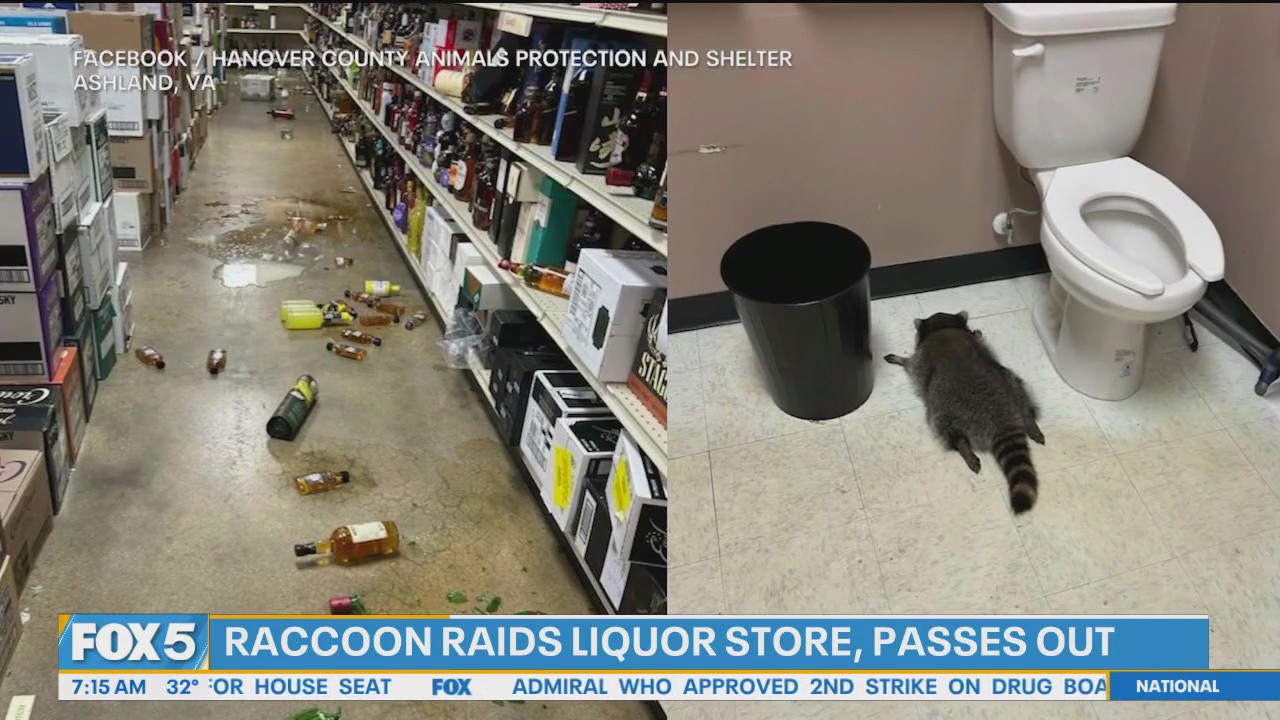 Video thumbnail for Masked bandit found drunk in liquor store break-in