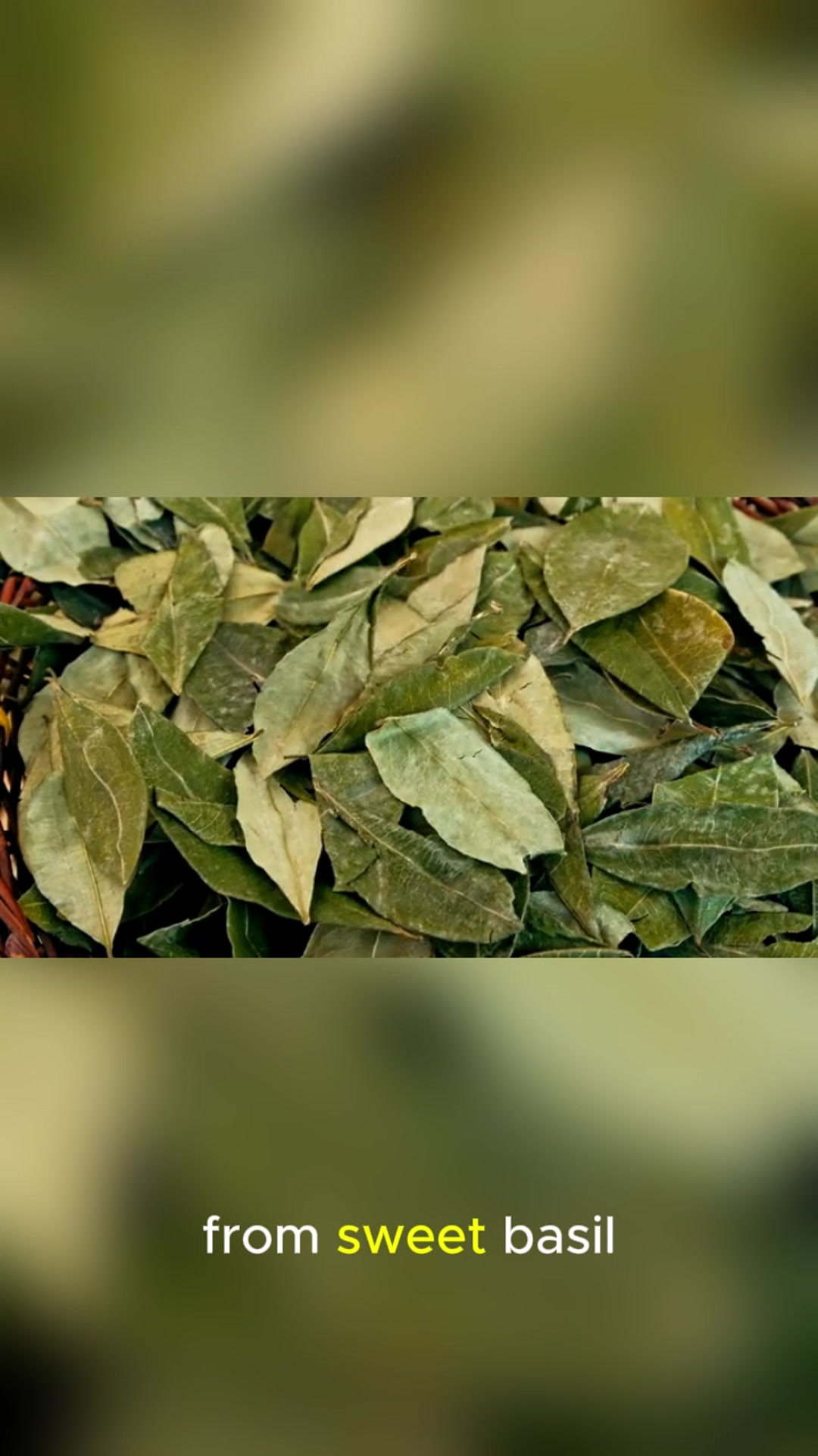 Video thumbnail for Pad Kra Pao