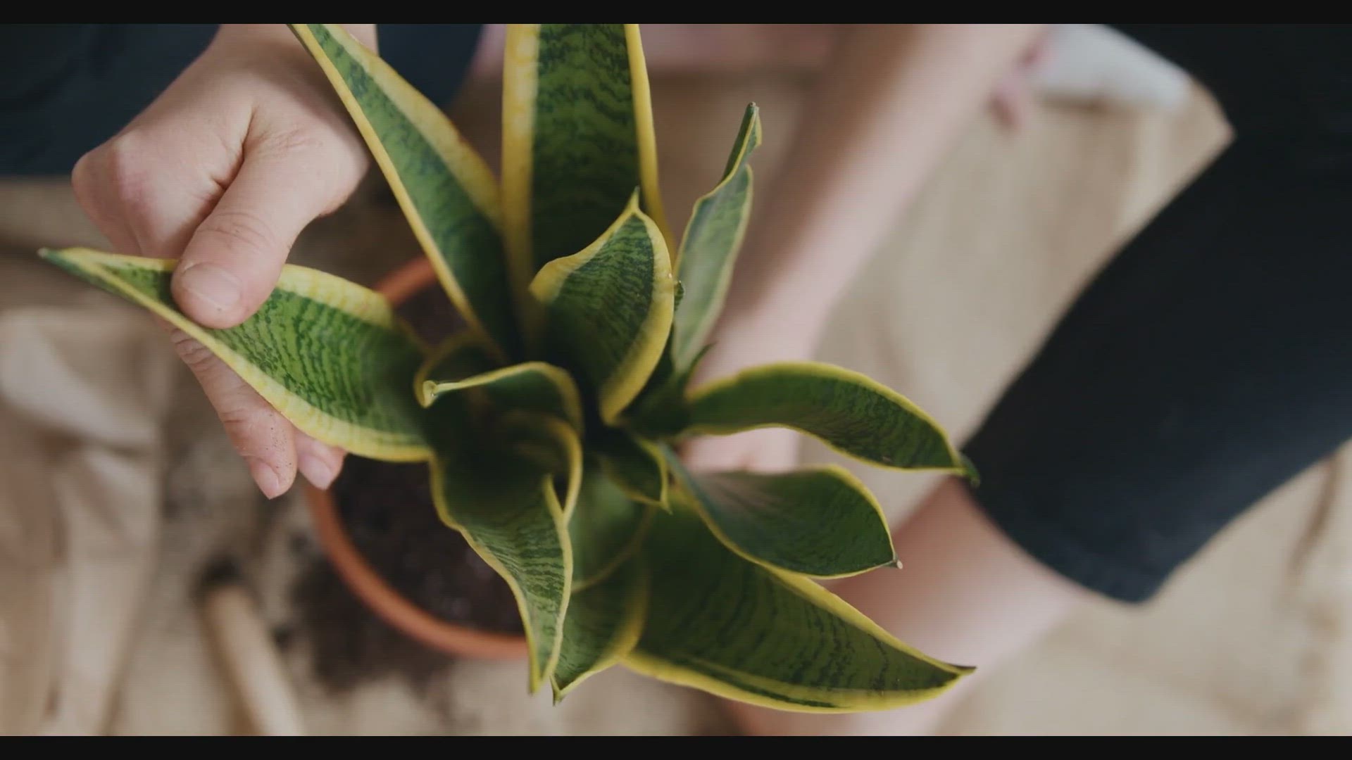 Video thumbnail for How to care for Sansevierias