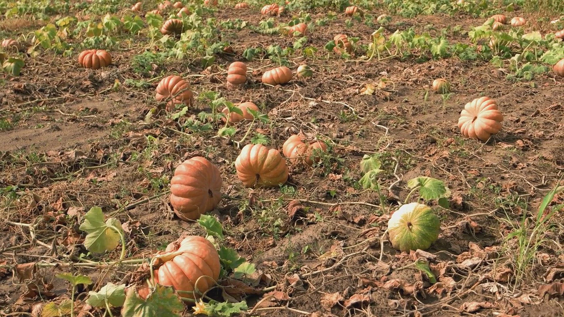 'Video thumbnail for Tips for Growing Pumpkins in the Garden'