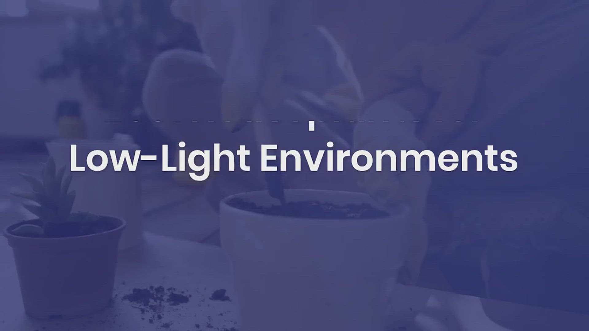 'Video thumbnail for The Best Houseplants for Low-Light Environments'