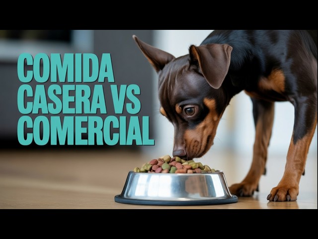 Video thumbnail for Comida casera para perros pequeños: lo importante de verdad 🐕