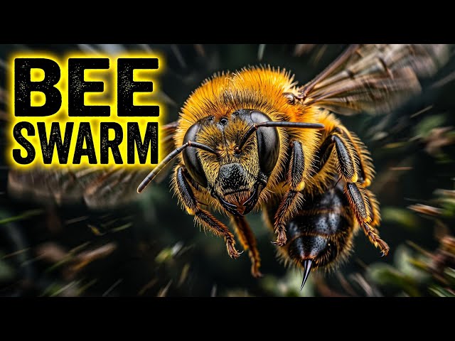 Video thumbnail for Bee Swarm Sound Effect to Power the Most Viral Edits!