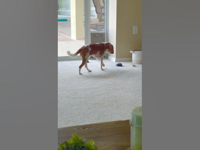 Video thumbnail for Cute Puppy Presses Buttons to “Play Outside” 🐶❤️ #puppy #cavalierkingcharles #dogshorts #dogtalk