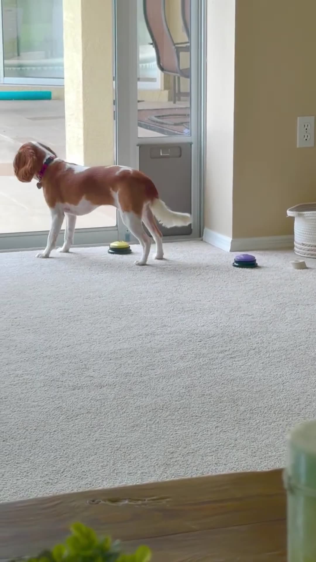 Video thumbnail for Cute Puppy Presses Buttons to “Play Outside” 🐶❤️ #puppy #cavalierkingcharles #dogshorts #dogtalk