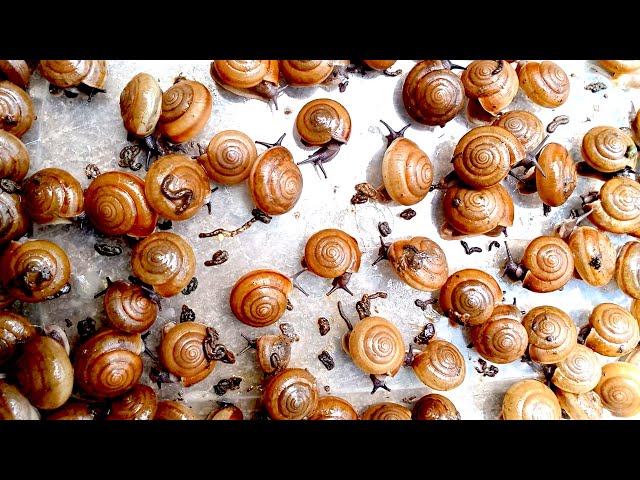 Video thumbnail for 🐌 Snails, 🐌 snial alot eating fruits now 🦈 | 𝑴𝒆𝒕𝒉𝒐𝒅𝒔 #𝟗𝟔9021