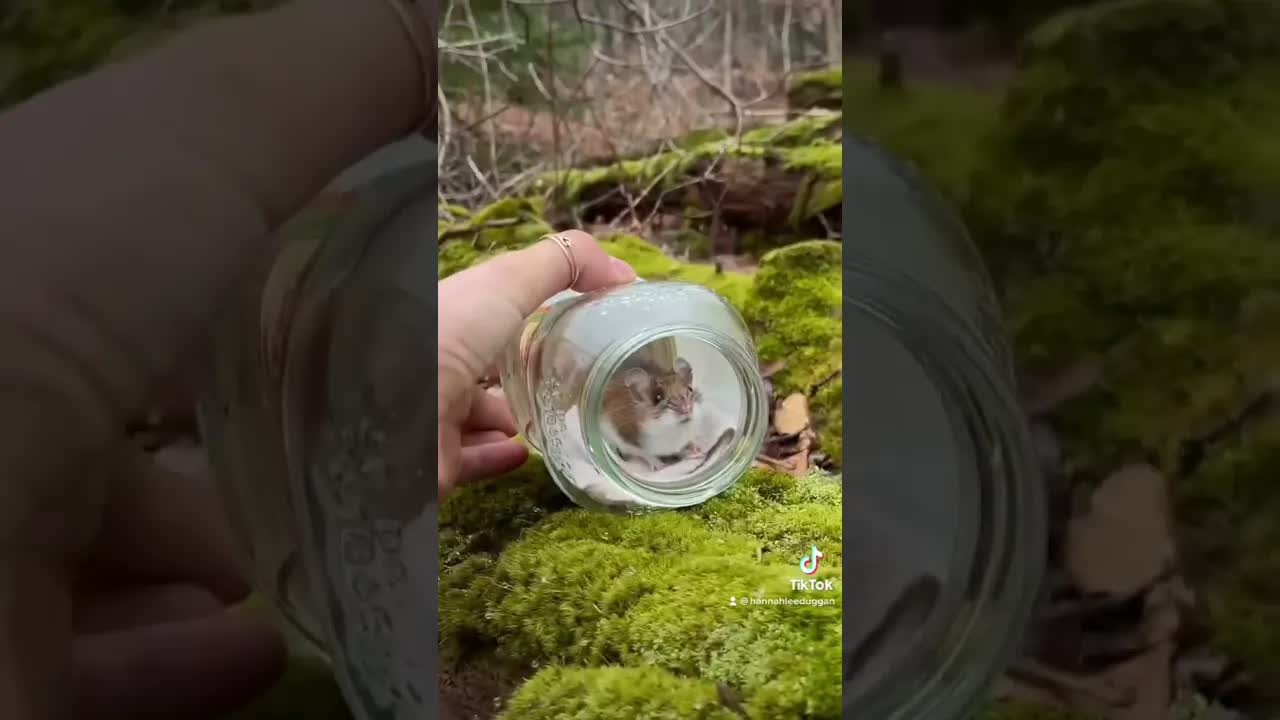 Video thumbnail for catch and release mice