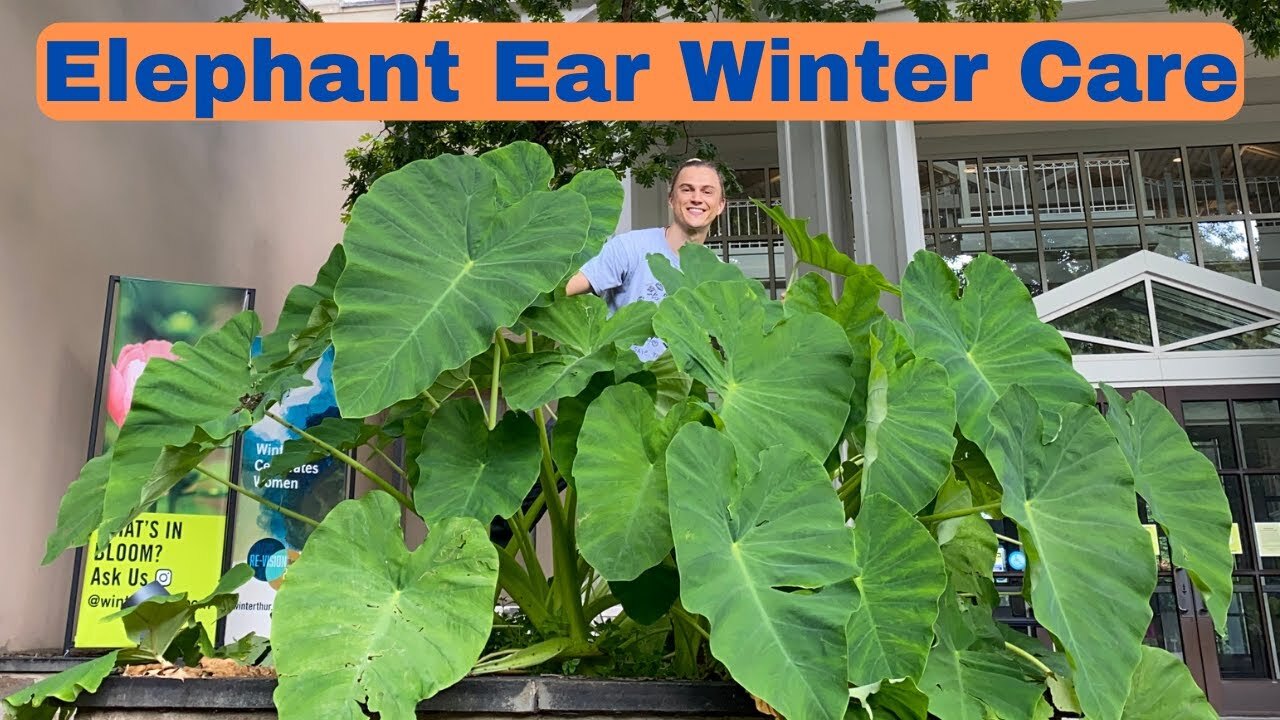 Video thumbnail for Elephant Ear Winter Plant Care - Colocasia esculenta