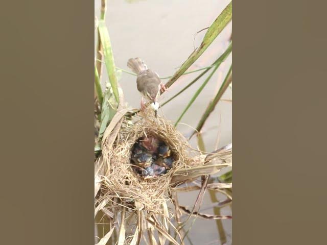 Video thumbnail for The mother bird is surprised that her baby feed in nest EP#041#birds #beautifulbird #wildlife #birds