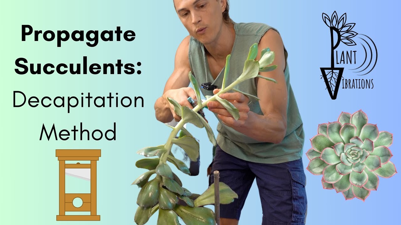 Video thumbnail for PROPAGATE SUCCULENTS Head - Overgrown Succulent Plants - Tutorial