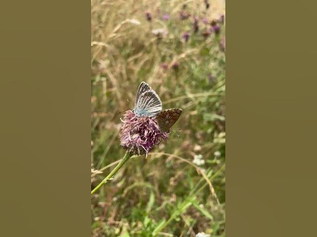 Video thumbnail for #explorando el patio de mi casa en la #montaña  🐜🏔️#shorts
