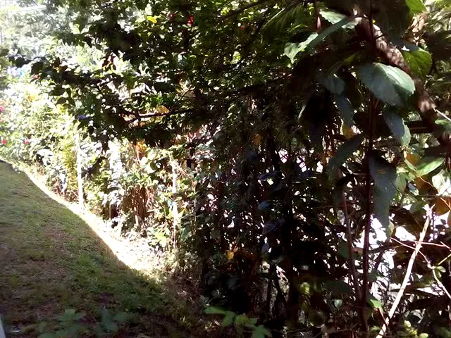 Video thumbnail for 21 : Srilankan  Retirement home Garden | Gardeners World by Lion's Girl Garden