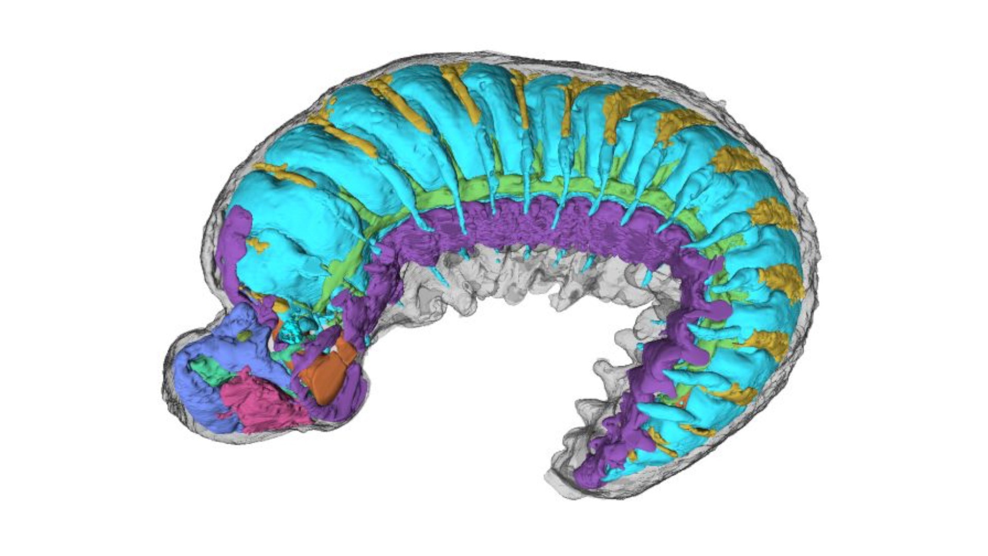 Video thumbnail for 520-million-year-old fossil reveals intact brain and internal anatomy.