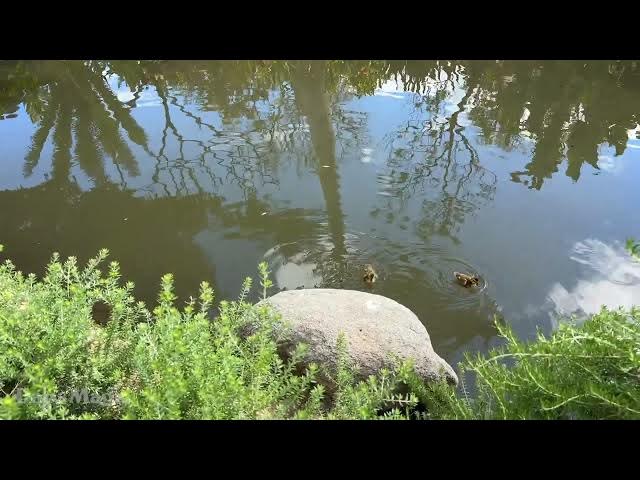 'Video thumbnail for Ducklings at Disneyland | Disneyland Resort 2025 4K'