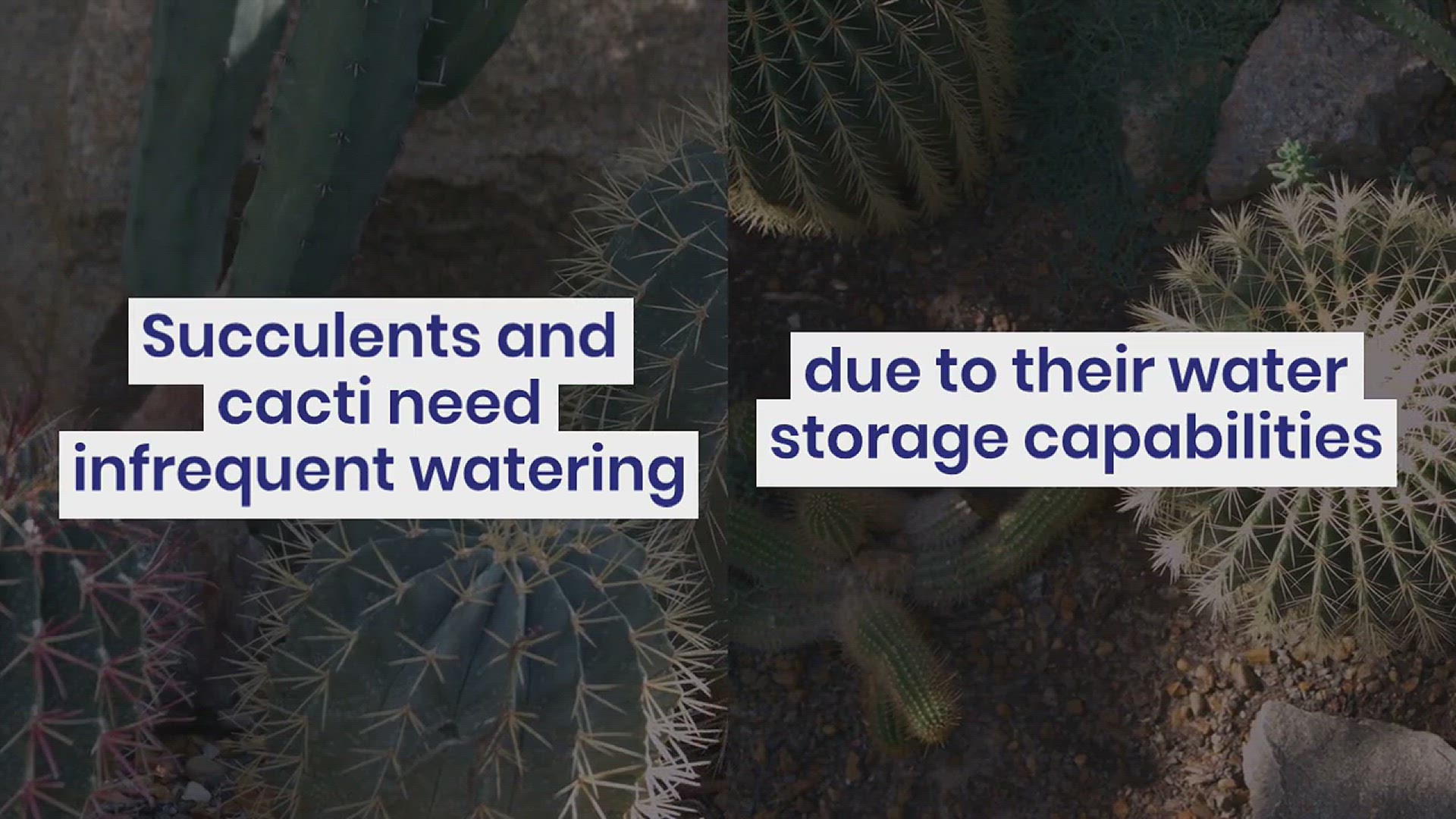 'Video thumbnail for How Often to Water Plants'