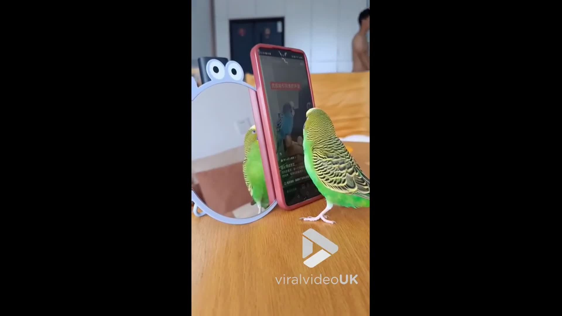 'Video thumbnail for VV5024 Parrot swipes TikTok videos with its claw'