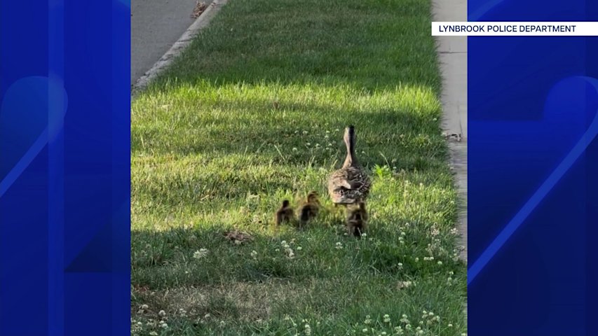 Video thumbnail for Lynbrook Fire Department rescues four ducklings from storm drain