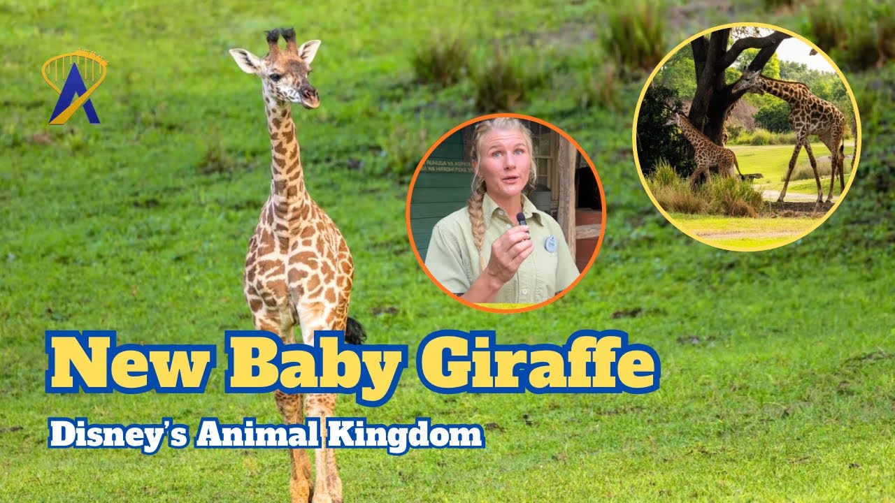 Video thumbnail for Baby giraffe Ivy’s first morning on Kilimanjaro Safaris - Disney’s Animal Kingdom