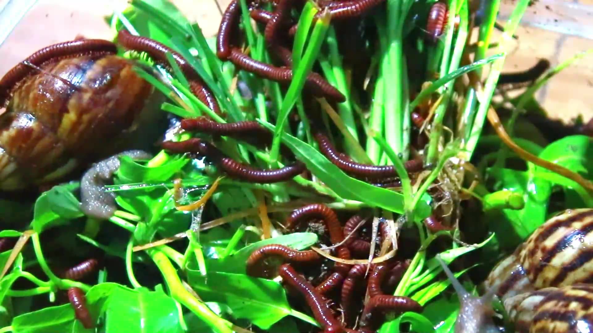 Video thumbnail for Snail or red worm eat fruit at night