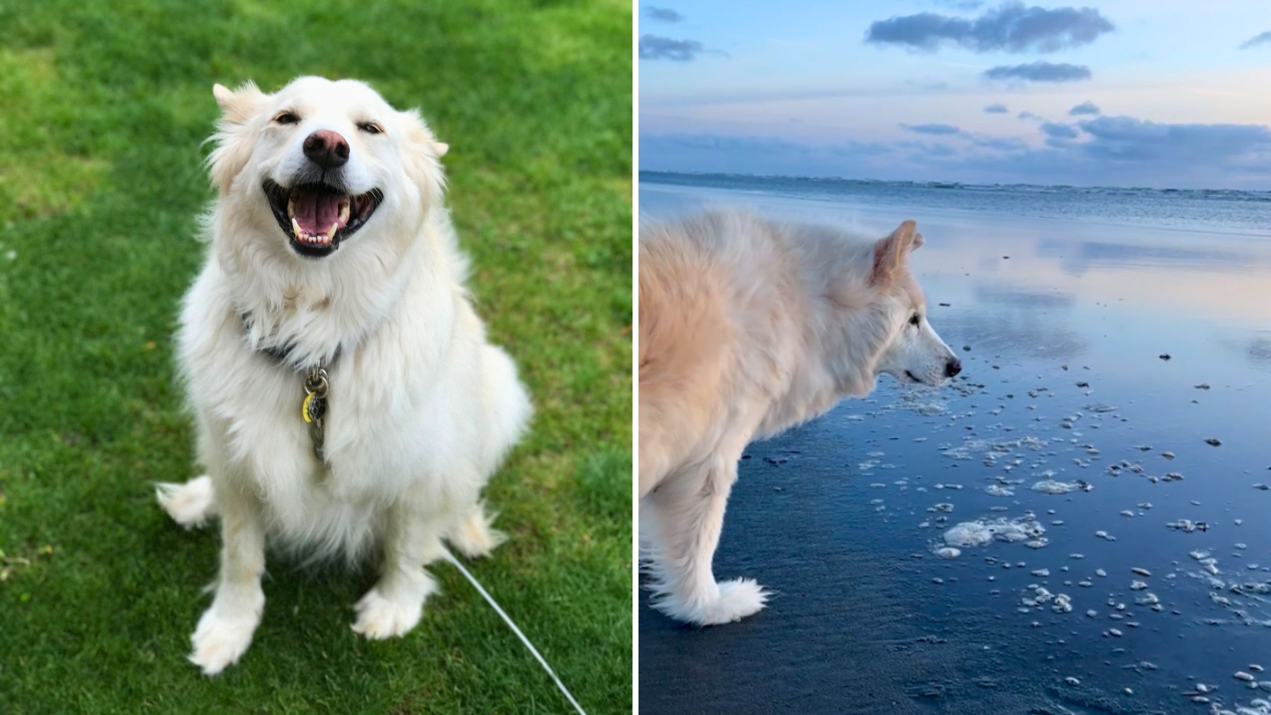 Video thumbnail for Emotional Moment 18-Year-Old Dog Sees The Ocean For First Time