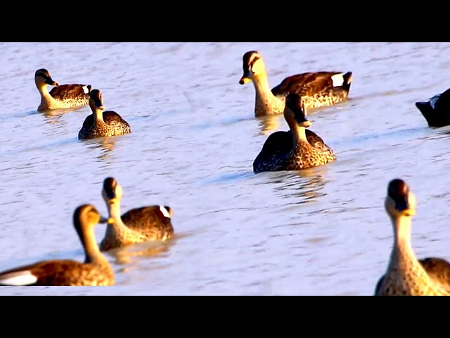 Video thumbnail for The duck forest bird swiming to catch fihs eat alot