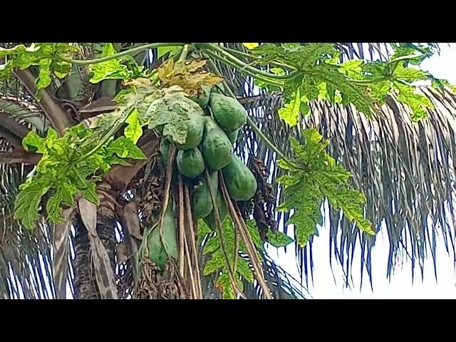 Video thumbnail for My papaya tree has many types of papayas, big and small. When the papayas ripen, they will be tasty