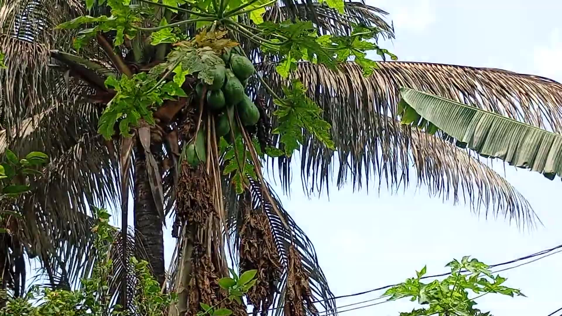 Video thumbnail for My papaya tree has many types of papayas, big and small. When the papayas ripen, they will be tasty