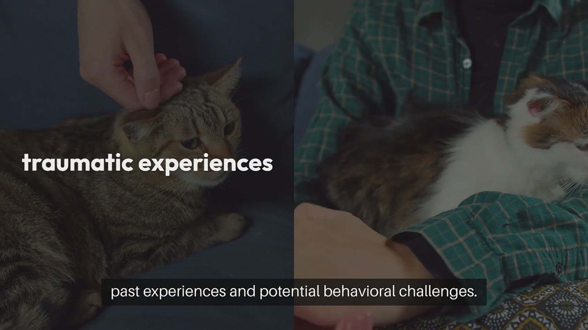 Video thumbnail for Training Rescue Cats