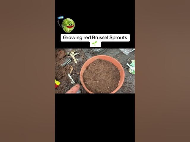 Video thumbnail for How to Grow Red Brussels Sprouts 🌱 Easy Guide for a Colourful, Tasty Harvest!