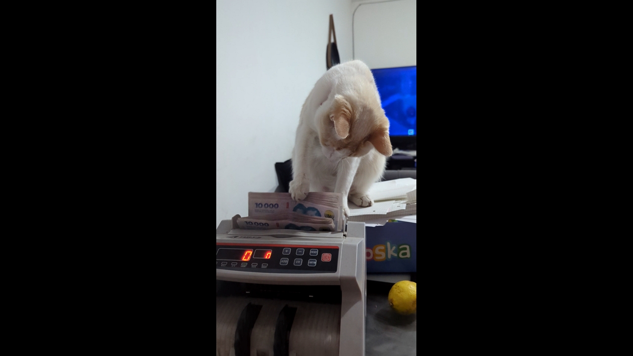 Video thumbnail for Cat Helps Push Money into Counting Machine in Cordoba