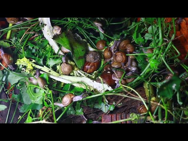 Video thumbnail for 🐌 Snails, 🐌 snial alot eating papaya fruits now 🦈 | 𝑴𝒆𝒕𝒉𝒐𝒅𝒔 #𝟗𝟔9075