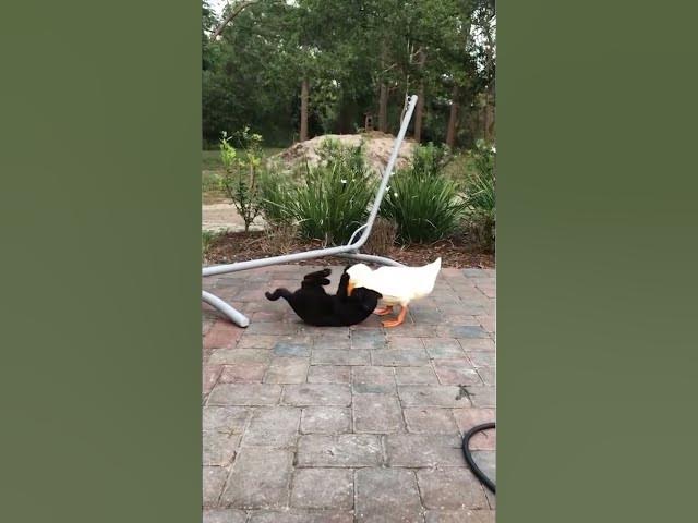 Video thumbnail for Cat and duck play#cat #duck#cuteanimal#loveanimals#foryou #babyanimals