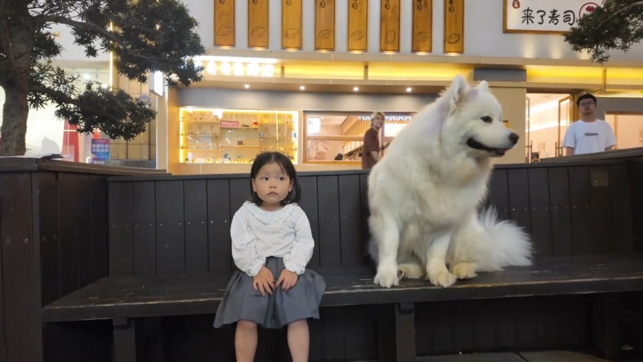 Video thumbnail for Adorable Samoyed Snuggles Up to Girl on Park Bench